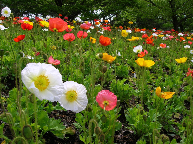 Обои картинки фото цветы, маки, много, разноцветный