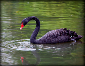 Картинка животные лебеди черный вода шея