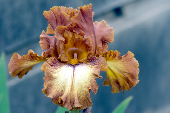 Картинка цветы ирисы коричневый