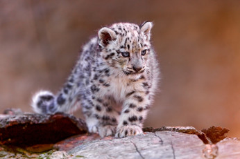 Картинка животные снежный барс ирбис малыш котенок