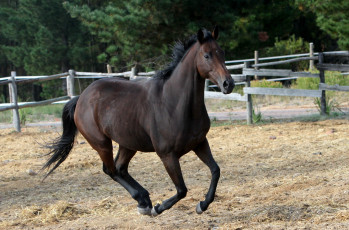 Картинка животные лошади жеребец вороной бег
