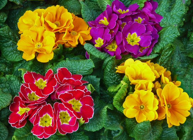 Обои картинки фото цветы, примулы, разноцветный