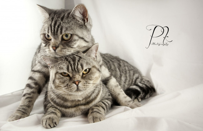 Обои картинки фото животные, коты, серый, игра