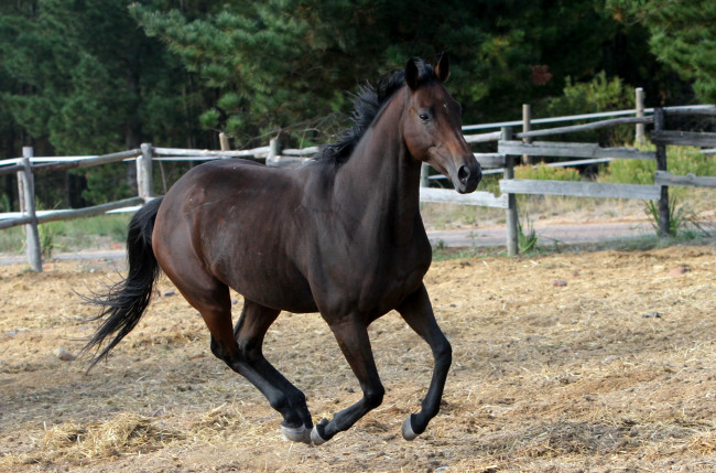 Обои картинки фото животные, лошади, жеребец, вороной, бег