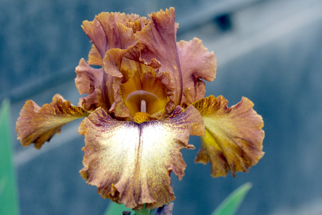 Обои картинки фото цветы, ирисы, коричневый