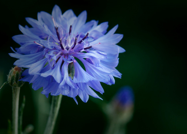 Обои картинки фото цветы, васильки, синий