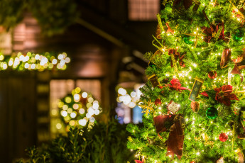 Картинка праздничные Ёлки украшения праздник рождество ёлка