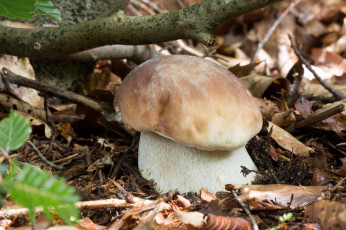 Картинка природа грибы белый