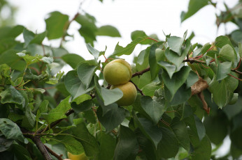 Картинка природа плоды яблоки ветка