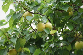 Картинка природа плоды яблоки ветка