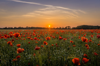 Картинка природа поля рассвет