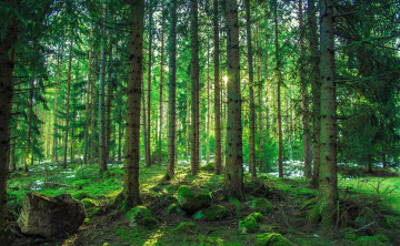 Картинка природа лес лето пес