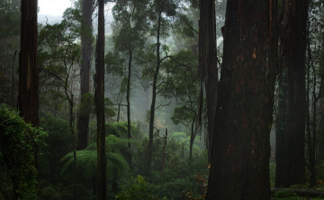 Картинка природа лес пес лето