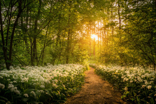 Обои картинки фото природа, лес, рассвет