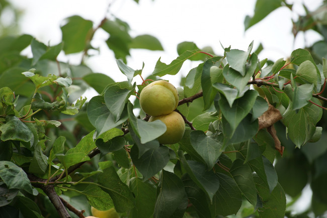 Обои картинки фото природа, плоды, яблоки, ветка