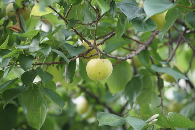 Обои картинки фото природа, плоды, яблоки, ветка