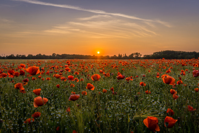 Обои картинки фото природа, поля, рассвет