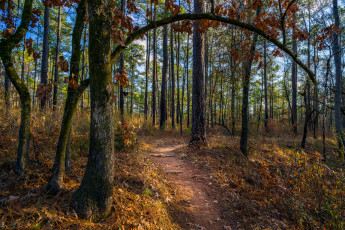 Картинка природа лес деревья