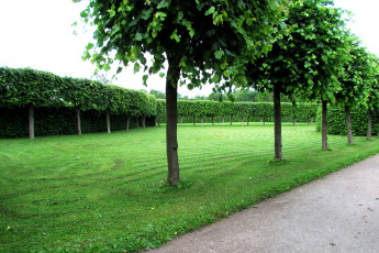 Картинка природа парк трава деревья