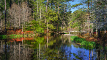 Картинка природа реки озера лес река