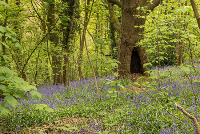 Обои картинки фото природа, лес, деревья