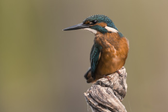 Картинка животные зимородки птичка