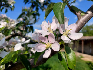 Картинка цветы цветущие+деревья+ +кустарники яблоня цветение весна 2022