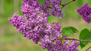 Картинка цветы сирень весна лиловая ветка