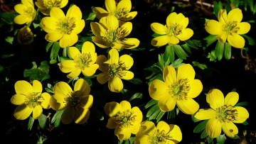 Картинка зимний+аконит цветы зимний аконит