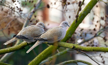 обоя животные, голуби, горлицы, ветки