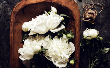 Картинка цветы пионы белые