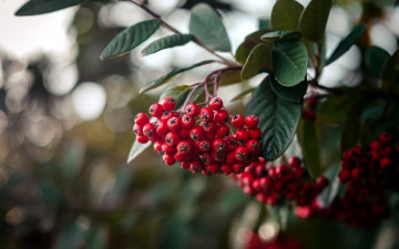 Картинка природа ягоды +рябина рябина