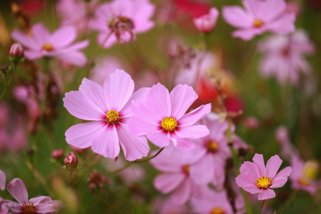 Обои картинки фото цветы, космея, розовая