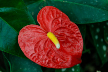 обоя цветы, антуриум , цветок фламинго, алый, антуриум, макро