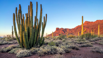 Картинка organ+pipe+cactus+national+monument arizona природа горы organ pipe cactus national monument