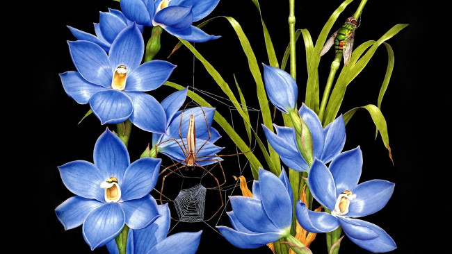 Обои картинки фото 295584, рисованное, цветы