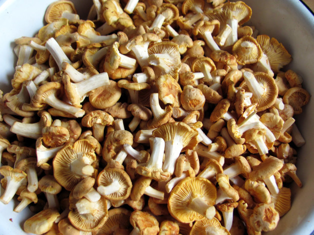 Обои картинки фото еда, грибы,  грибные блюда, лисички