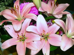 Картинка цветы лилии лилейники