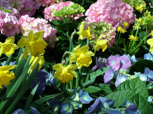 Картинка цветы разные вместе