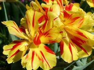 Картинка цветы тюльпаны