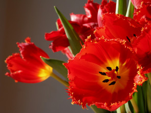 Картинка цветы тюльпаны