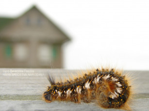 Картинка гусеница животные гусеницы