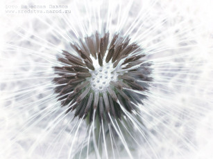 Картинка одуванчик1 цветы одуванчики