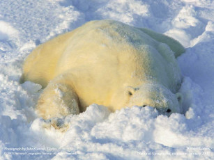 Картинка животные медведи