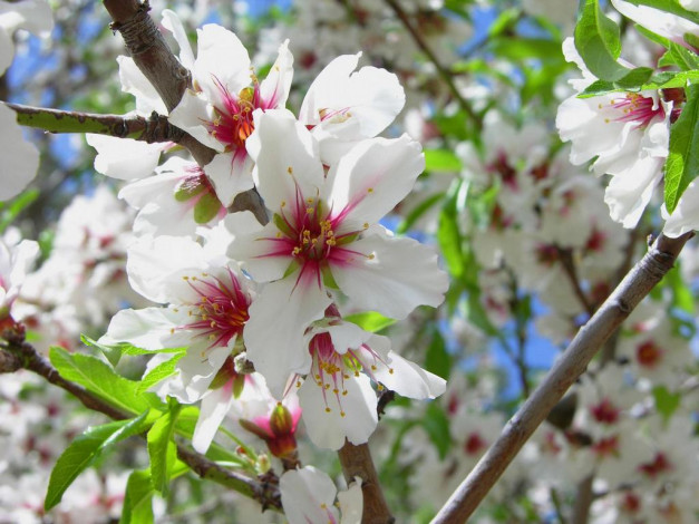 Обои картинки фото цветы, цветущие, деревья, кустарники