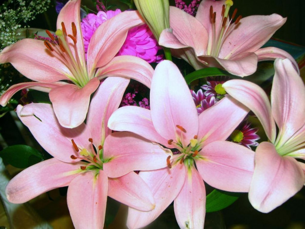 Обои картинки фото цветы, лилии, лилейники