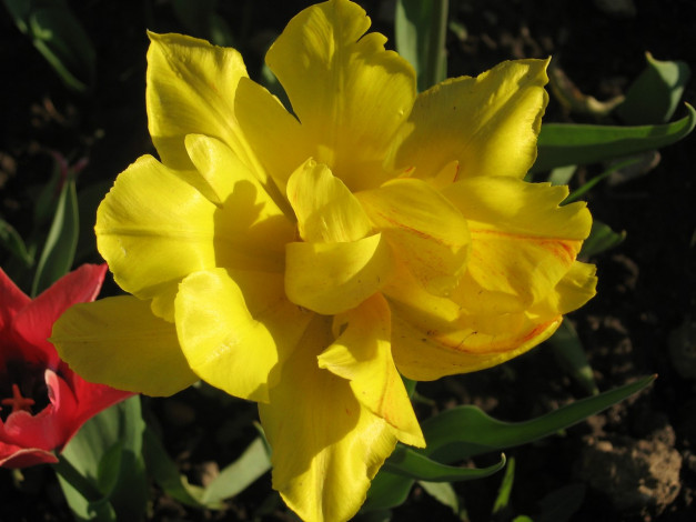 Обои картинки фото цветы, тюльпаны