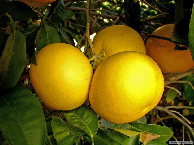 Обои картинки фото еда, фрукты, ягоды