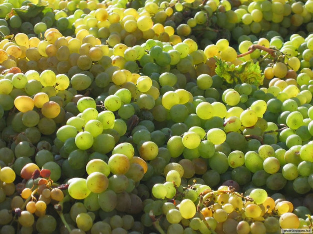 Обои картинки фото еда, виноград