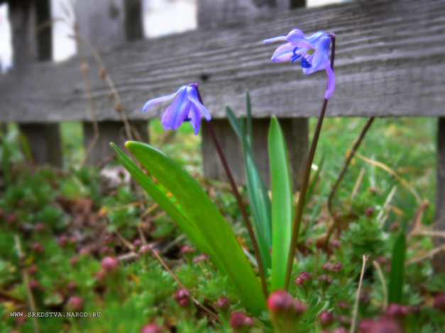 Обои картинки фото первоцвет, цветы, подснежники, белоцветник